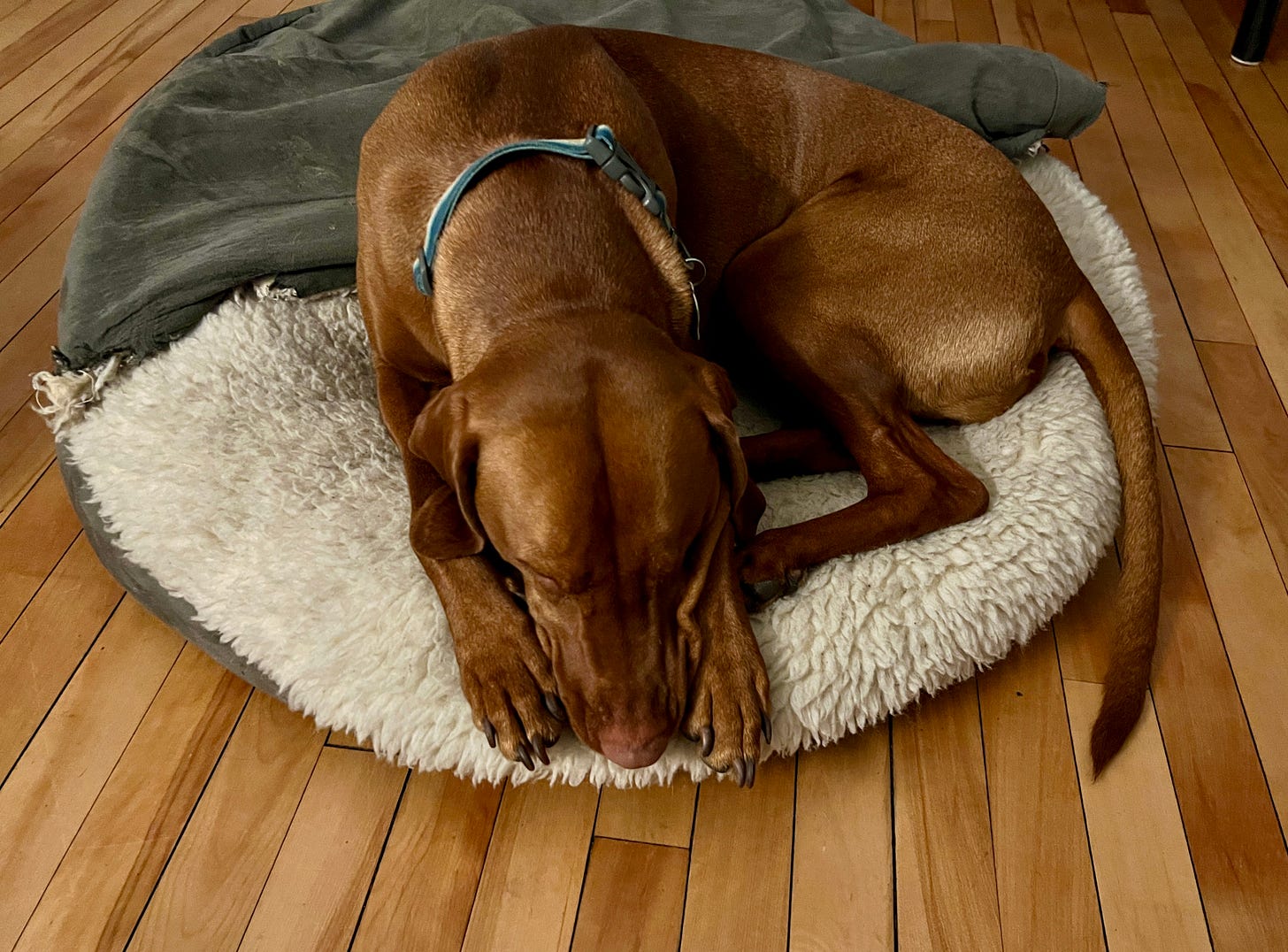 Leif, the one eyed vizsla dog, bowing on his bed. 
