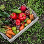 Choose The Right Plants to Start NOW for Bountiful Fall Harvests