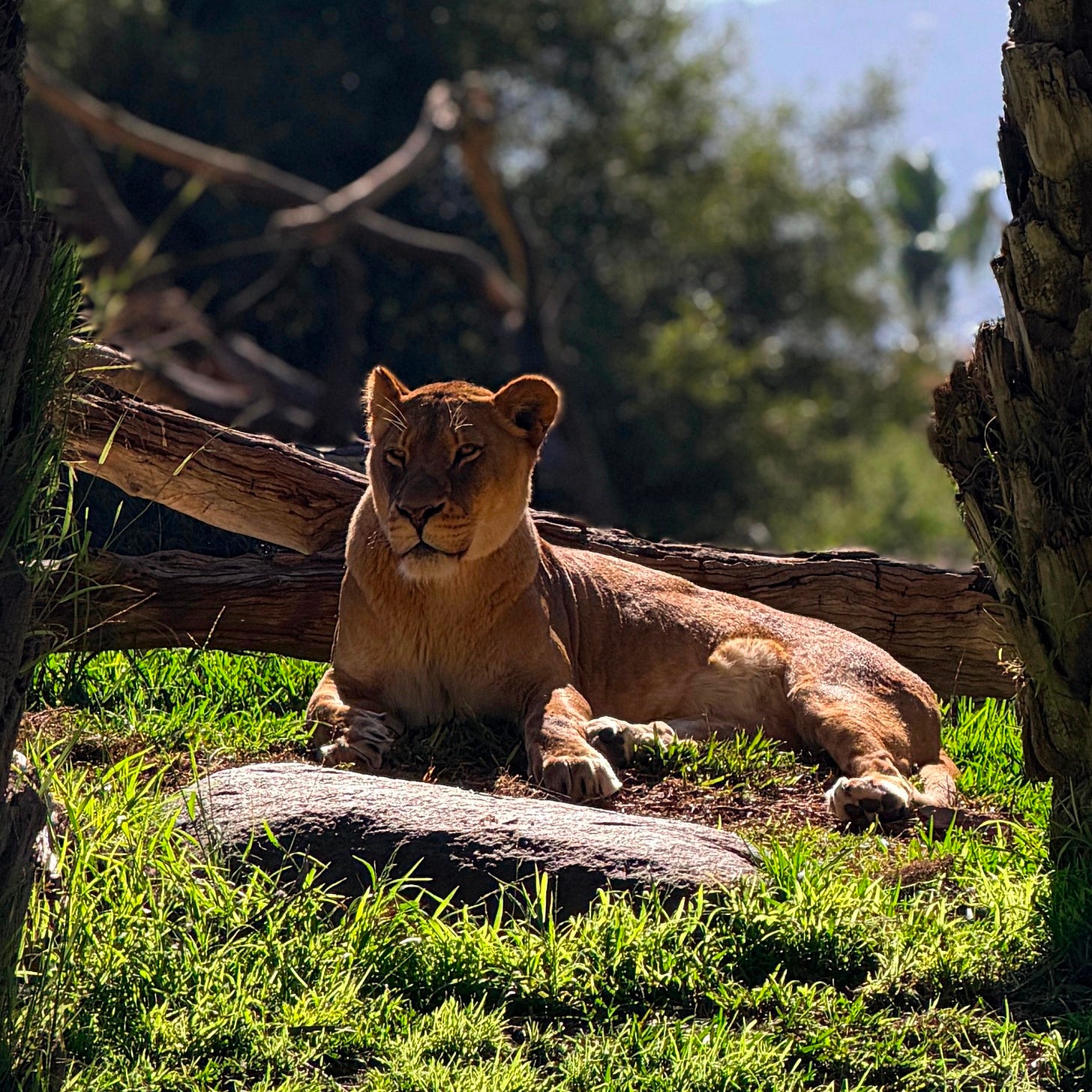 A lioness sunning herself on the grass A lioness sunning herself on the grass