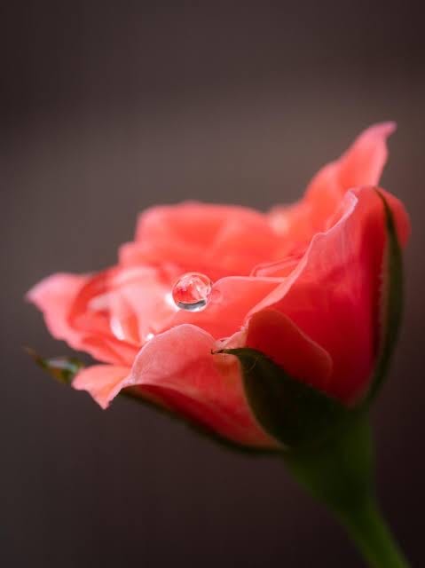 The Tears That Water Their Lives: