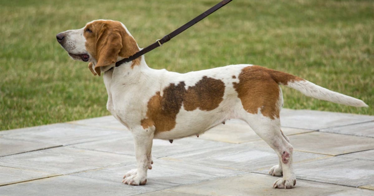 A hound from the Woolaston Bassets, via FieldsportsTV/YouTube. A hound from the Woolaston Bassets, via FieldsportsTV/YouTube.