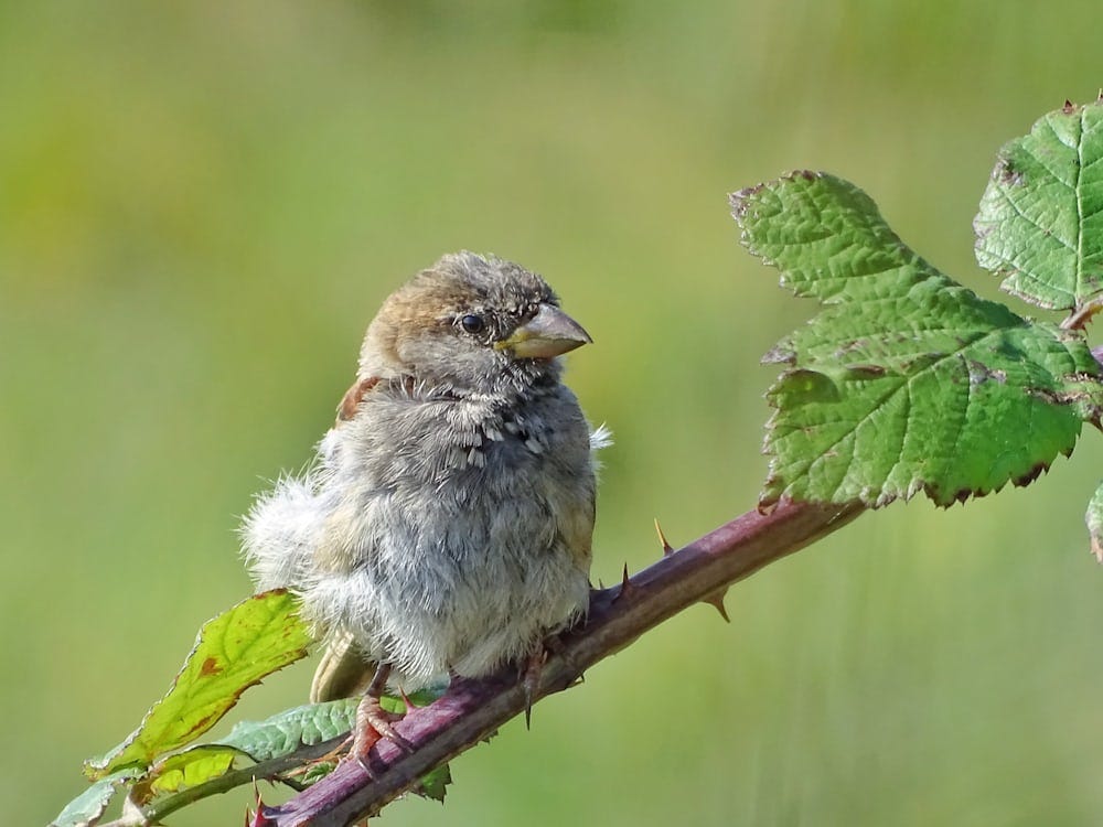 Bramble with Baby Bird