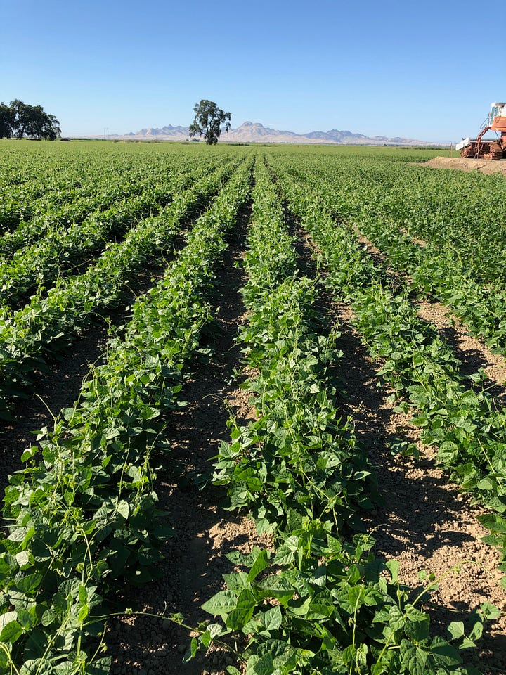 Rice and bean fields