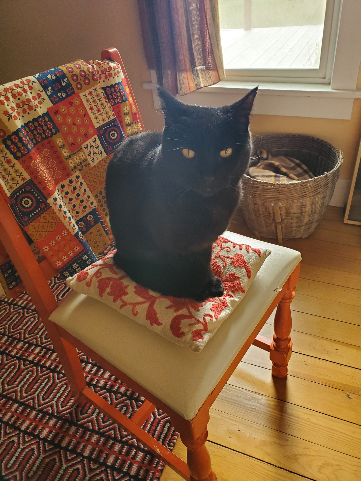 A perfect black cat sits on an orange and white chair, looking up at the camera. 