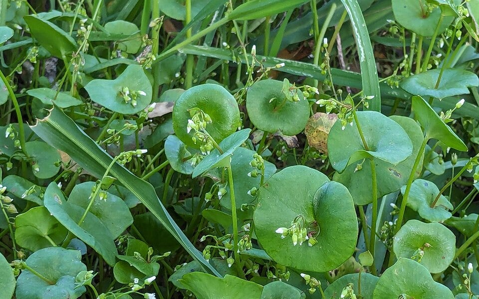 From the Spring Foraging Cookbook: Miner&rsquo;s Lettuce