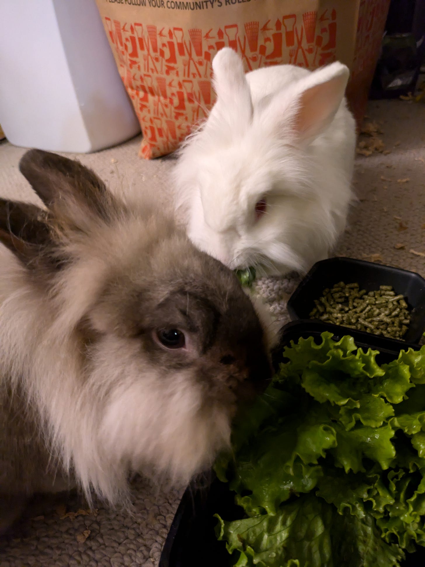 tilly and tiramisu eating lettuce out of a tupperware together