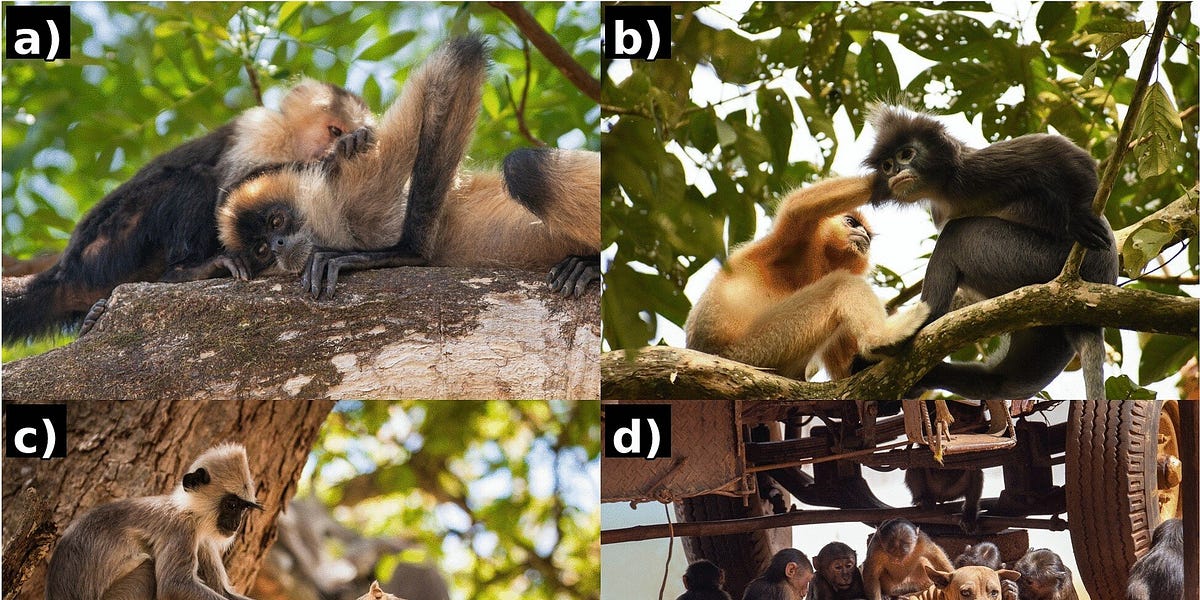 When a Monkey Adopts a Marmoset