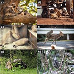 Primatology.net