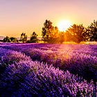 Tannic Panic! Issue #56: Hooray For Provence Rosé