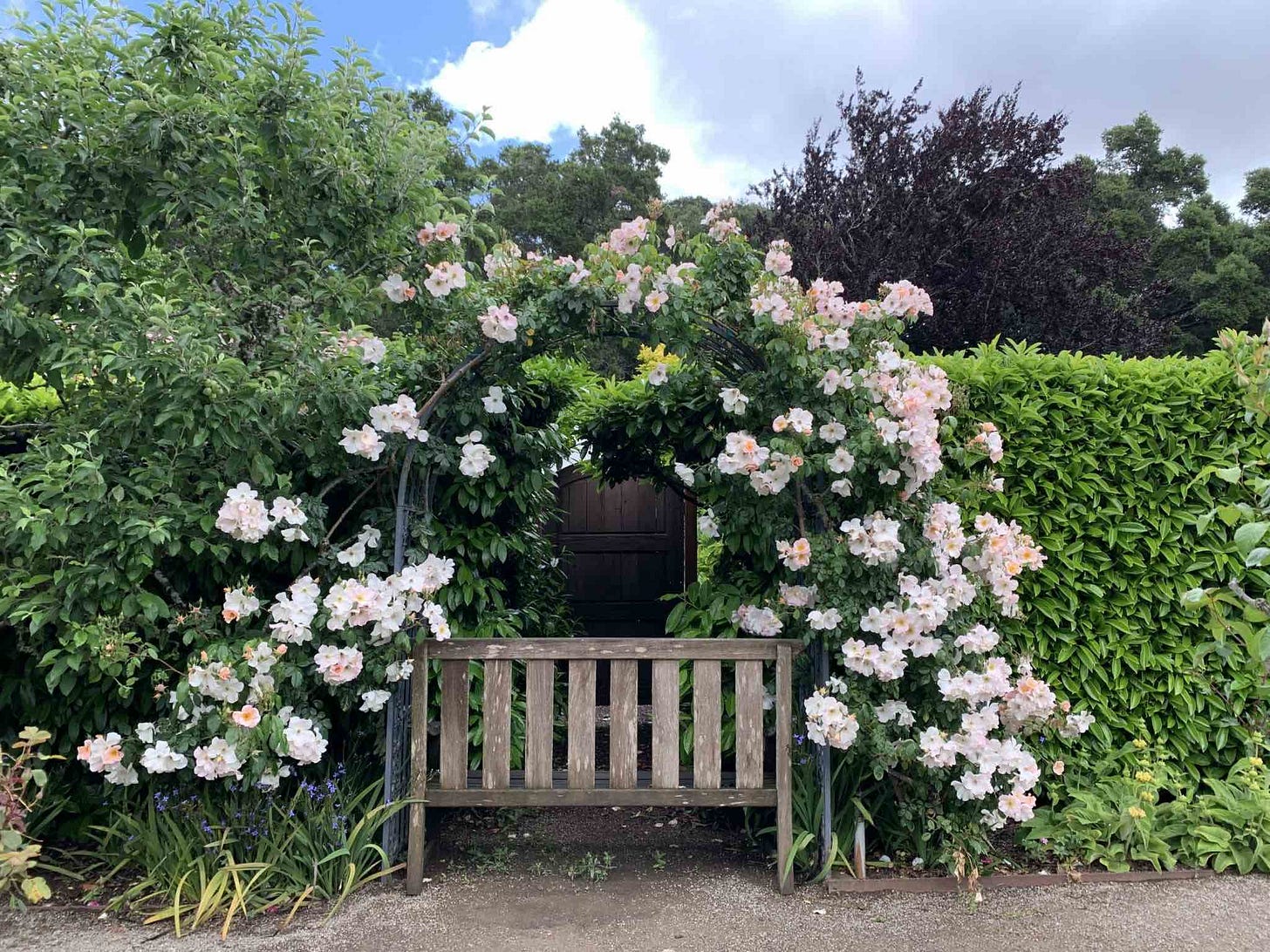 Sally Holmes rose