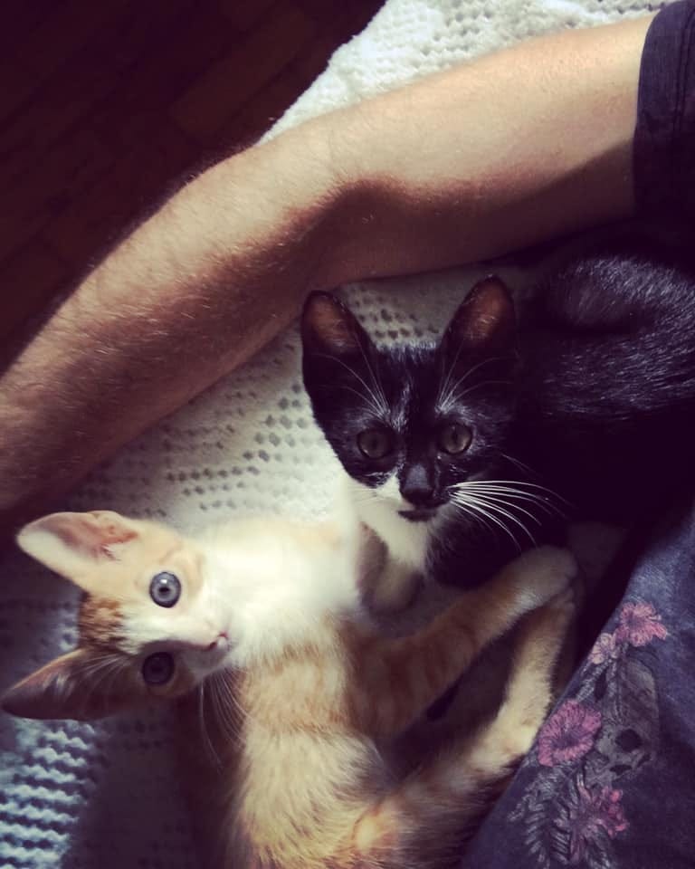 Two kittens, one ginger and the other tuxedo-like, lying on a knitted bed spread, next to a male arm. Two kittens, one ginger and the other tuxedo-like, lying on a knitted bed spread, next to a male arm.