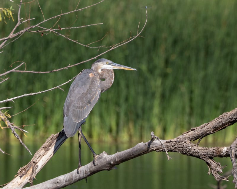 20250818-ElRio-169-Edit.jpg 20250818-ElRio-169-Edit.jpg