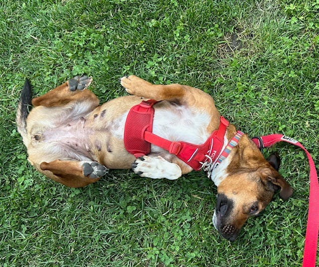 Dog rolling in grass