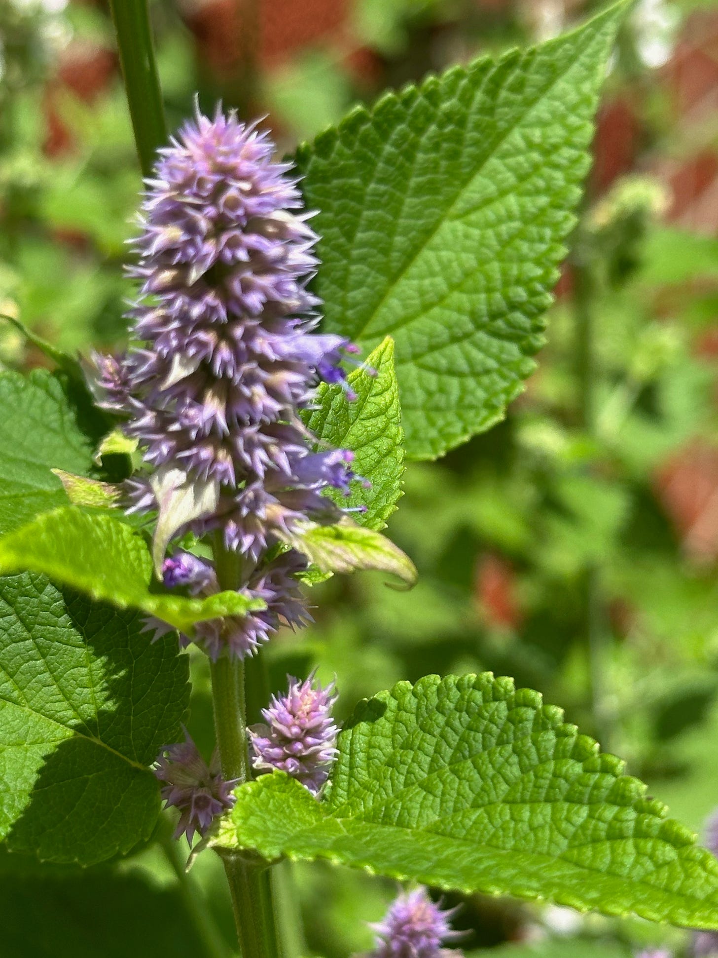 Anise Hyssop,  Agastache foeniculum 