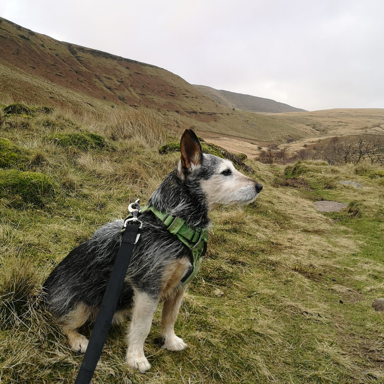 Jack the cruffy black and tan terrier sits on the mountainsidegazing off mysteriously into the distance.