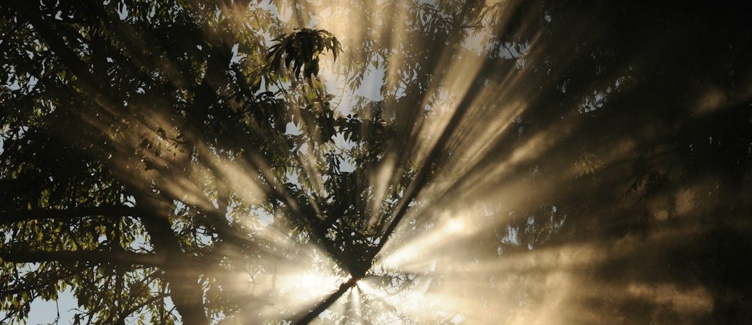 sun rays coming through trees