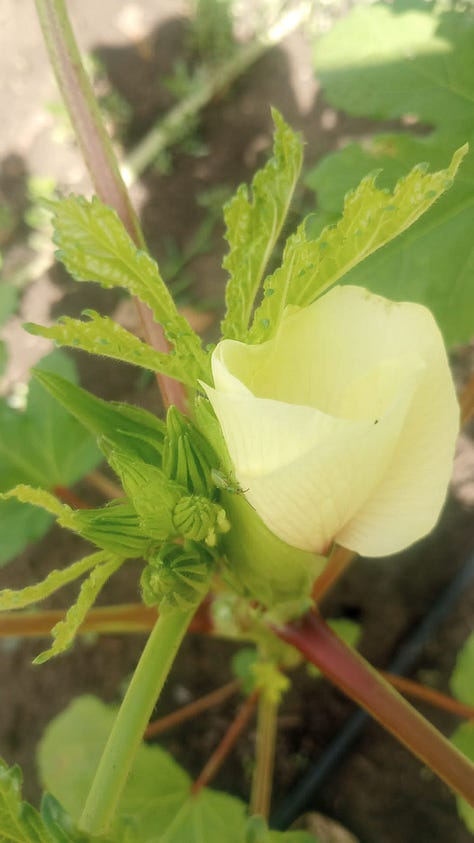  A close up of a green okra plant with flower buds. A close up of a white flower on an okra plant. A close up of an okra fruit on the plant. 
