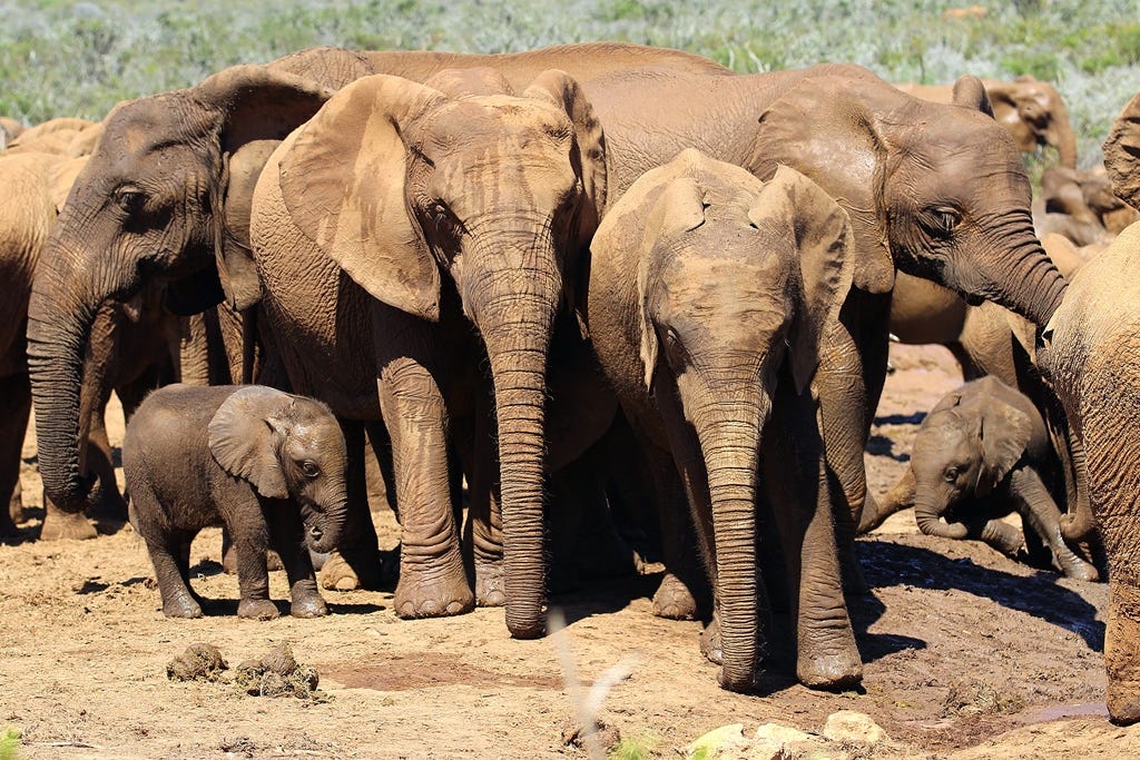 Herd of elephants