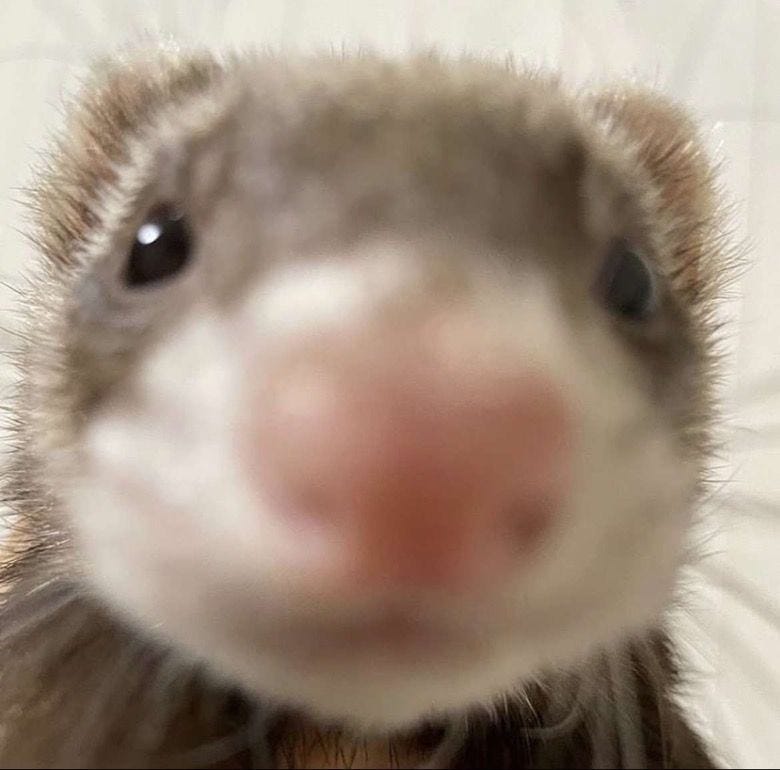 A Pinterest pin added by xenhex on Mar 13, 2024. The author is alberto haro. May present: close up ferret meme, ferret, nose, rodent, guinea pig.