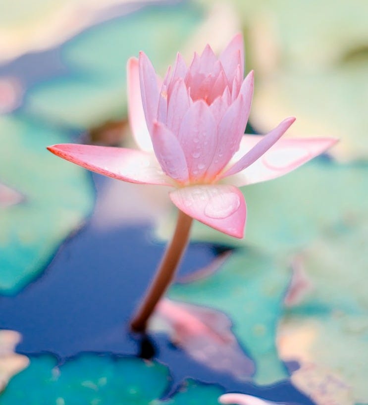 close up photo of water lily flower close up photo of water lily flower