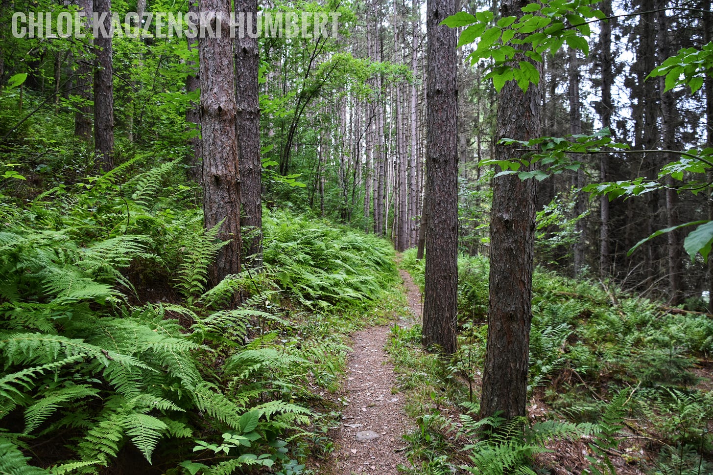 Hills Creek State Park in the Pennsylvania Wilds, Pennsylvania. July 30, 2018. Photo by Chloe Kaczenski Humbert