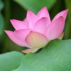 Weeping Lotus