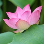 Weeping Lotus