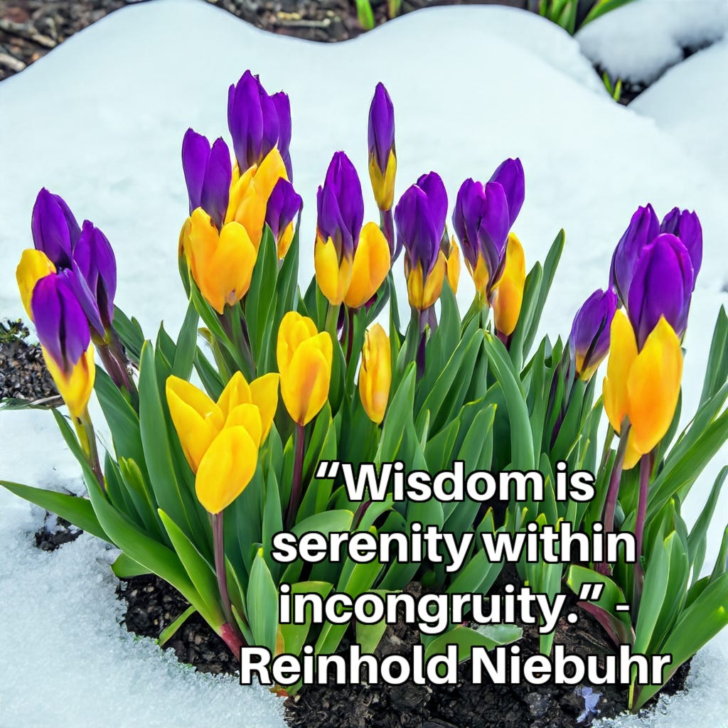 Bright purple and yellow tulips almost in full bloom in a snw bank. Inset quote: “Wisdom is serenity within incongruity.” - Reinhold Niebuhr Bright purple and yellow tulips almost in full bloom in a snow bank. Inset quote: “Wisdom is serenity within incongruity.” - Reinhold Niebuhr