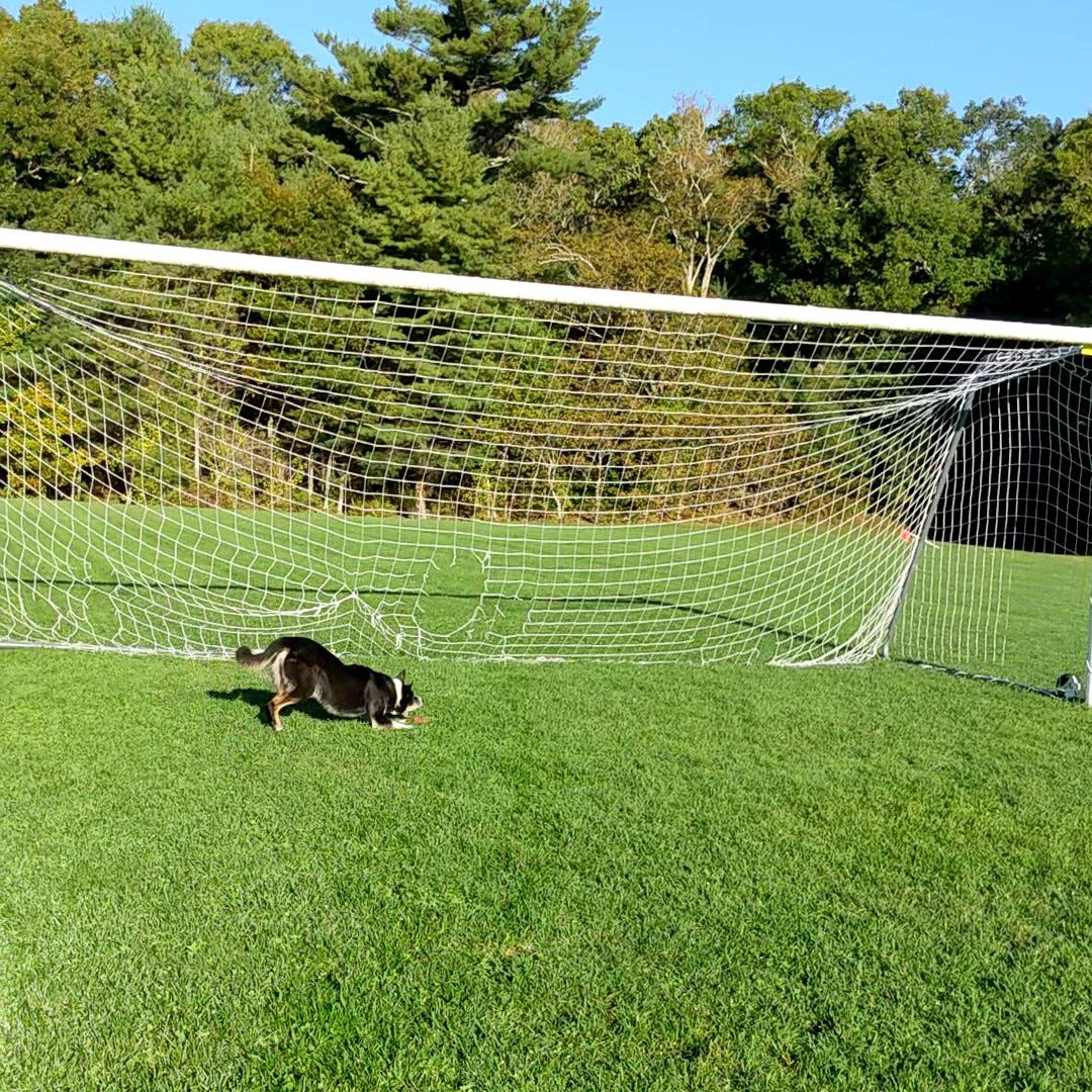 Dog stopping headlong to intercept a frisbee in front of a soccer goal