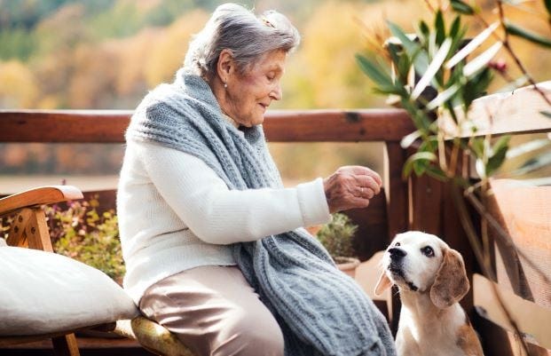 New campaign calls for legal reform to recognise pets as family, not property