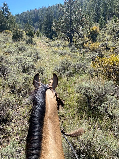Images of the author, her dog, and her horse in three different Wyoming landscapes.