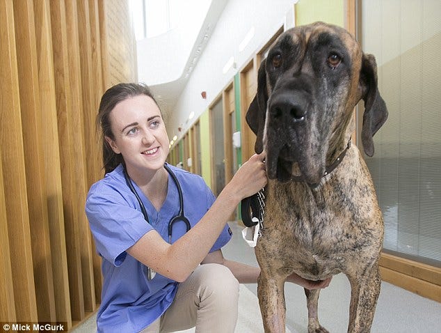 Image result for laura muir veterinarian Image result for laura muir veterinarian