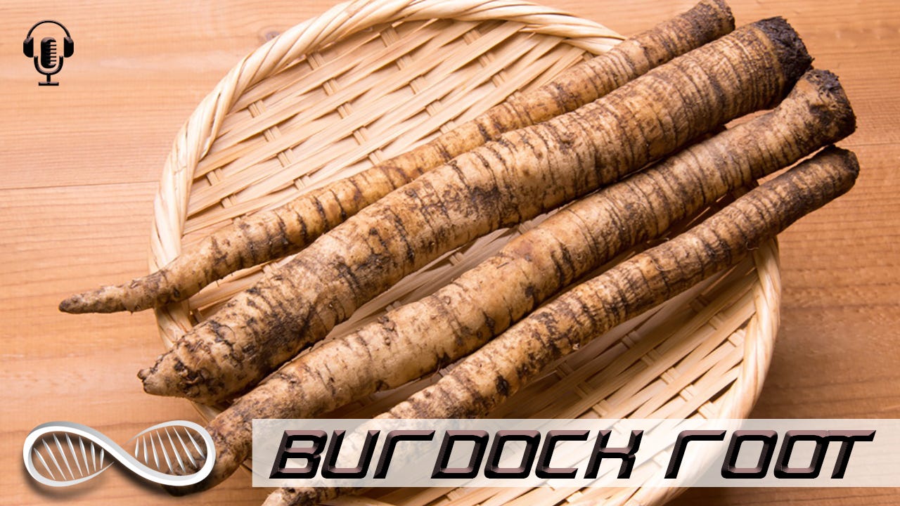 Burdock Root Burdock Root