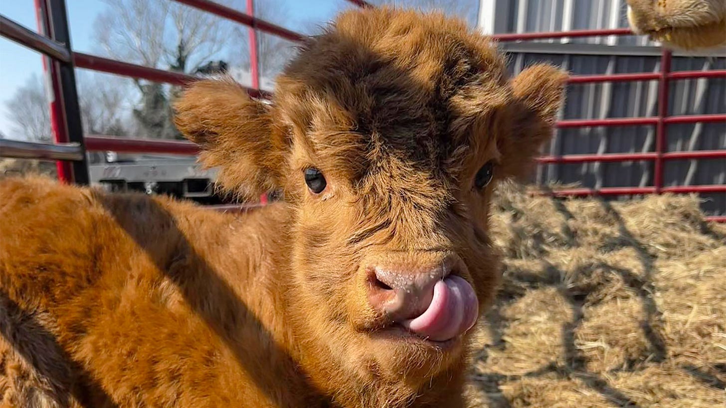 Highland cows prove to be more than 'cute'
