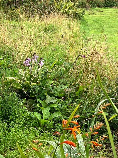The Chrysanthemums are now coming into bloom, see below.