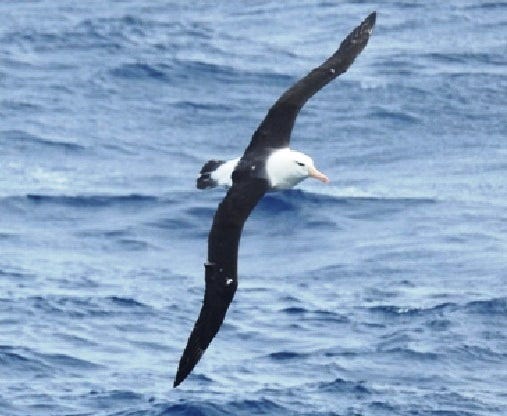 Black-browed Albatross