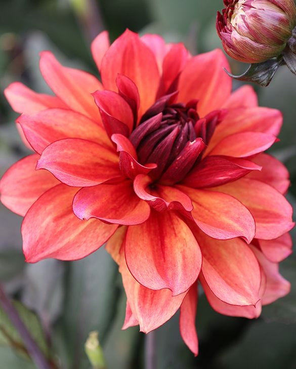 Dahlia Invitation Tubers