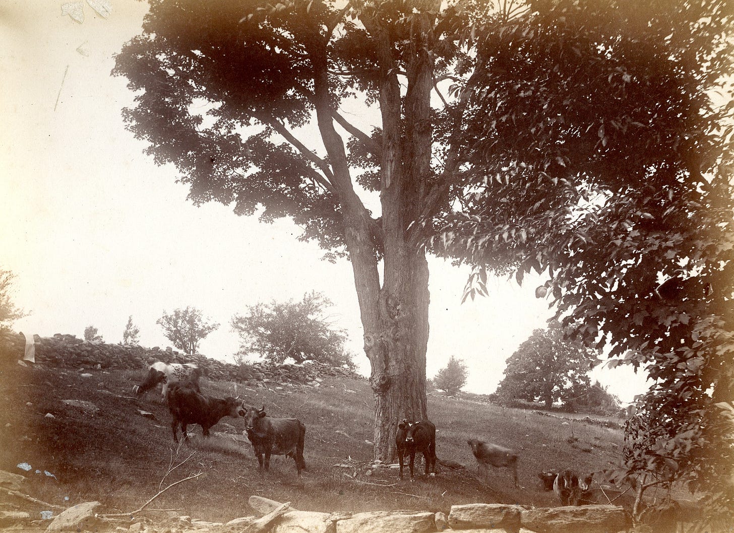 cattle