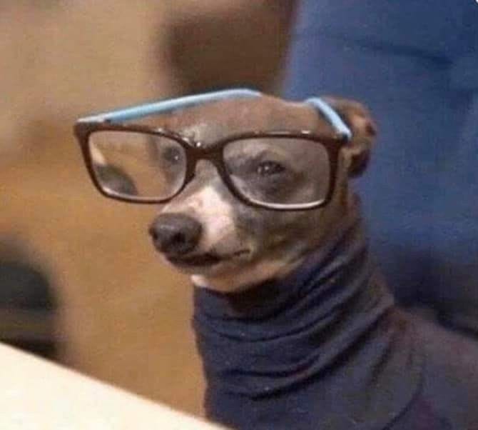 This may contain: a small dog wearing glasses and a sweater