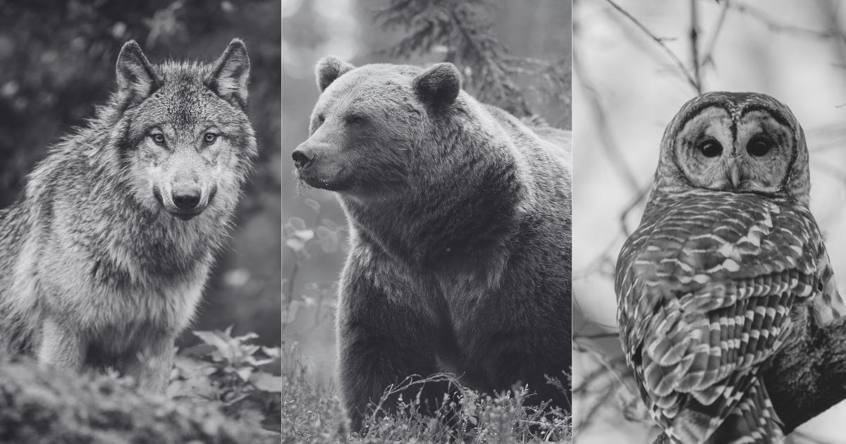 Animals of Meaning - by consciouslife