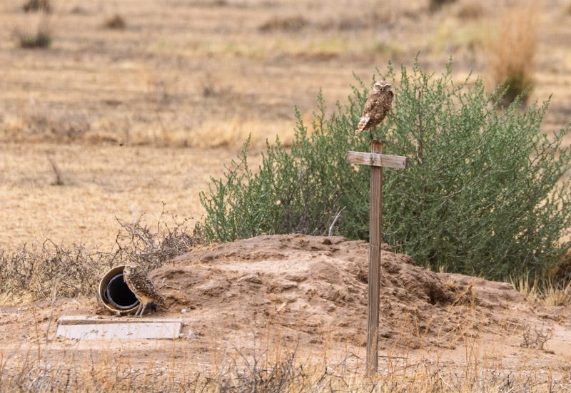 20260716-BurrowingOwl-119-Edit.jpg