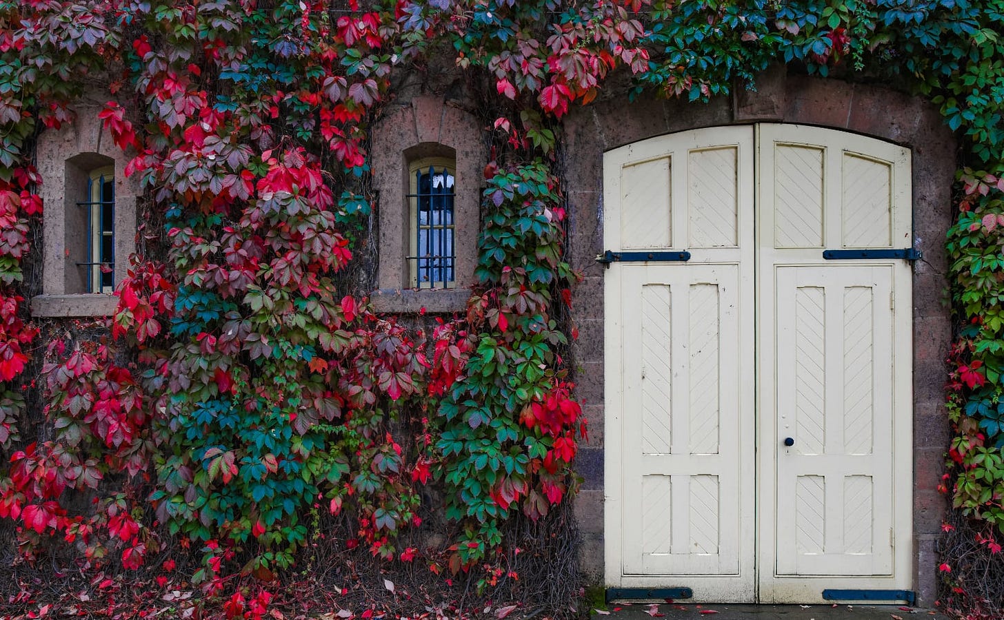 building covered with red and green ivy leaves with a white wooden door building covered with red and green ivy leaves with a white wooden door