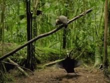 Bower Bird Dance GIFs | Tenor