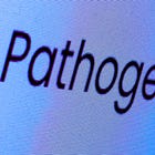 CDC Frames Bird Flu as Likely 'Pathogen X' Pandemic Scenario That Public Health Systems Are Preparing For