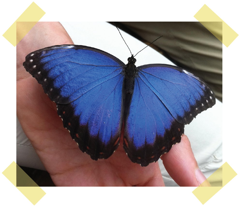 Blue Morpho Blue Morpho