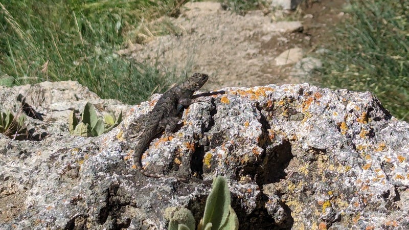Close up of a lizard sitting on a rock covered with colorful lichen