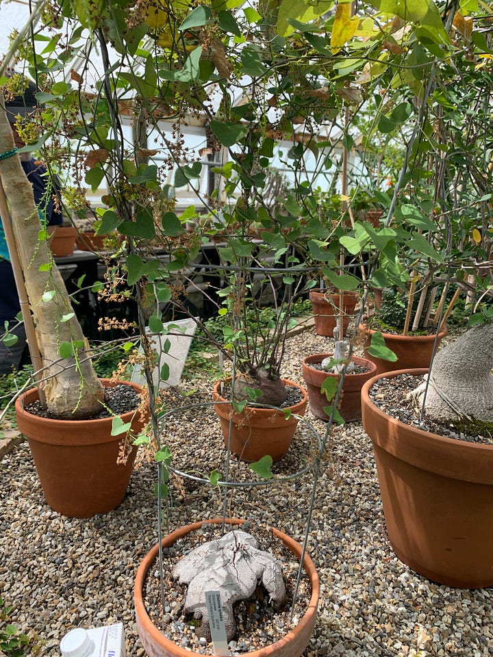 Left, the base of a plant in a planter. It looks like a woody bulb with a wire extending from the center; right, the whole plant as described in the text