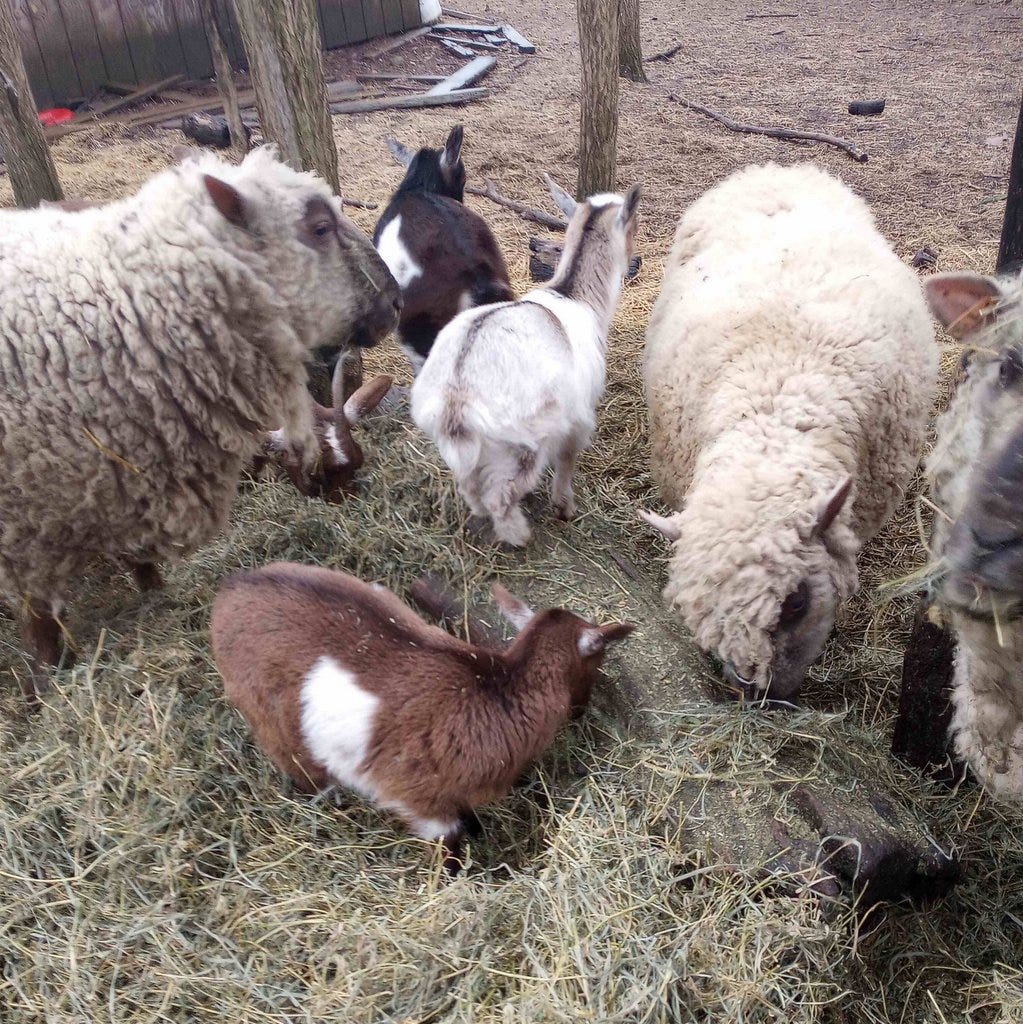 woolly sheep