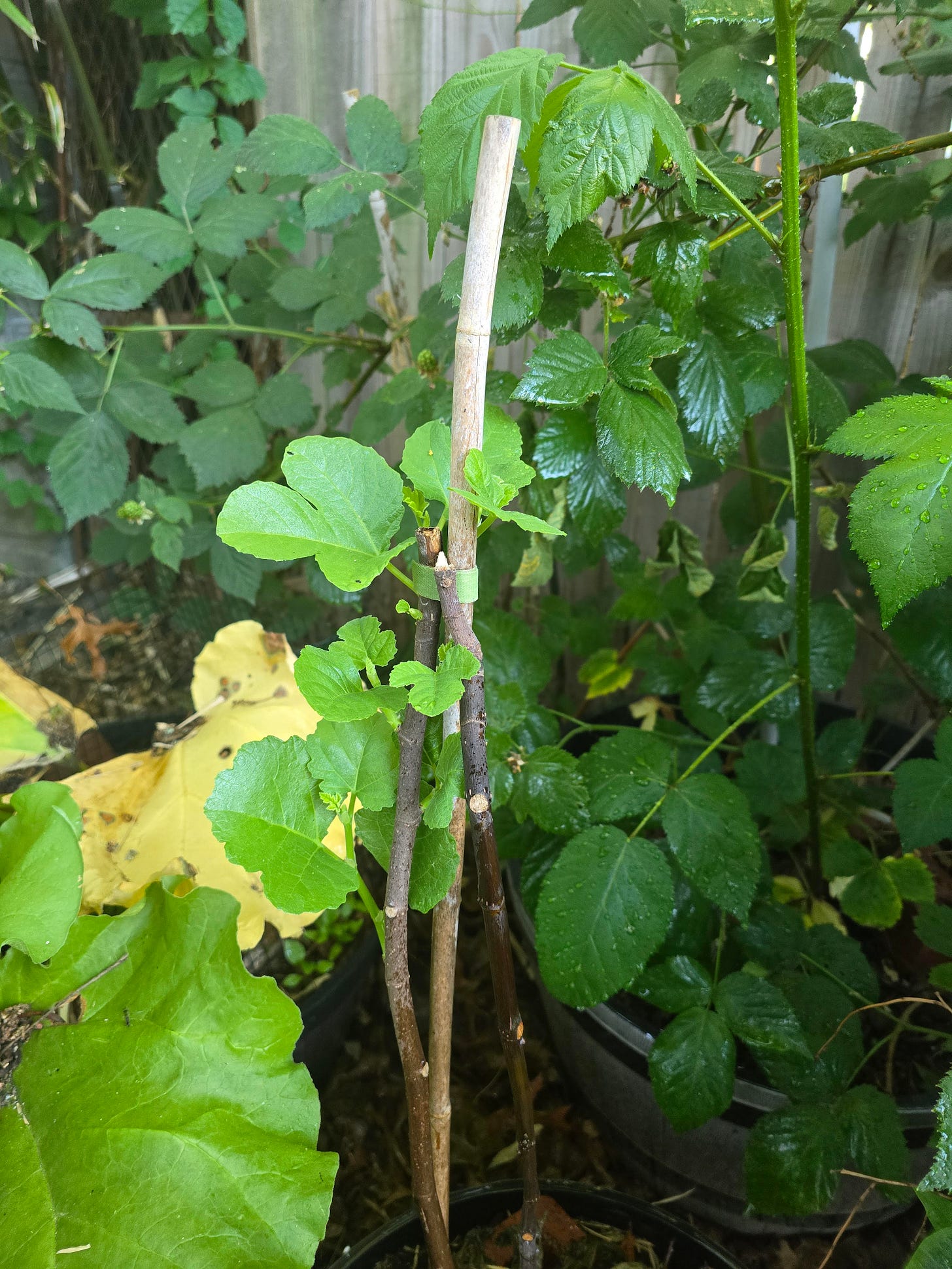 A fig tree sprouts new leaves, surrounded by blackberries and rhubarb.