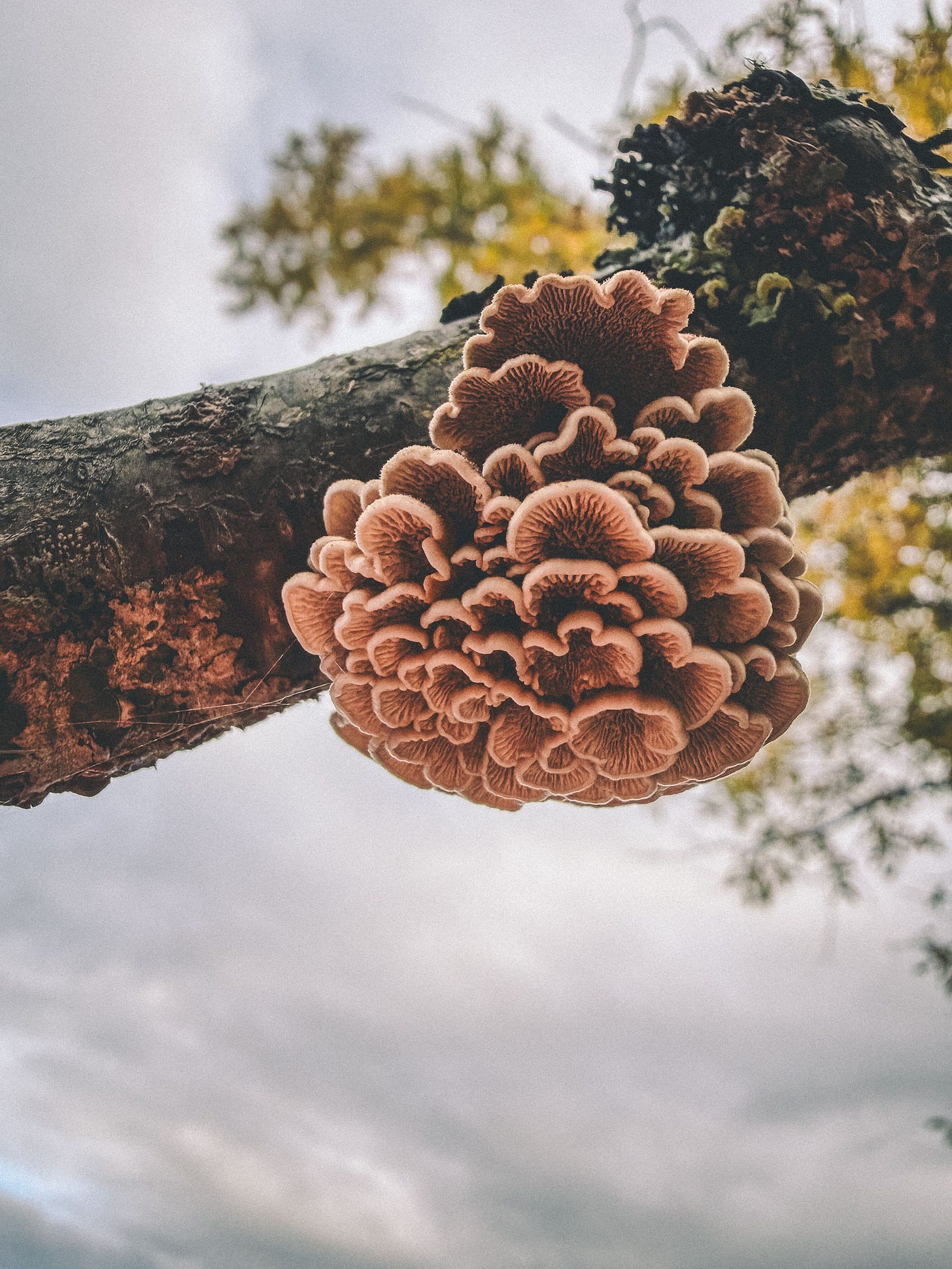 Mushrooms on a tree branch.